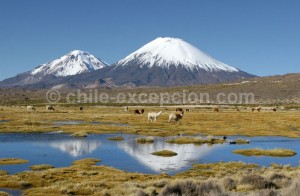 Parc Lauca, nord du Chili