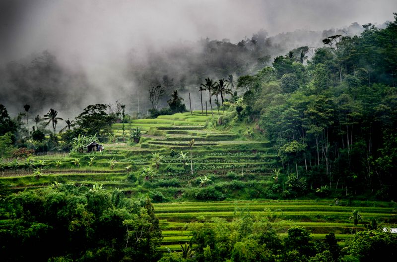 Rizières Bali