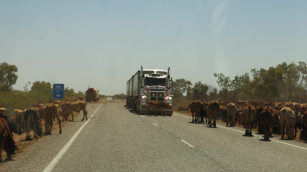 Troupeau de vaches et road train