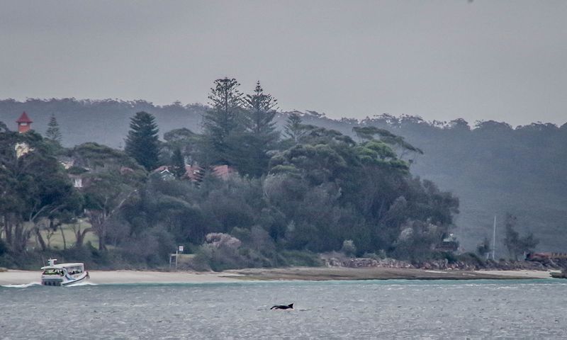 Dauphin à Jervis Bay