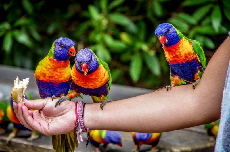 Oiseaux colorés de Jervis Bay