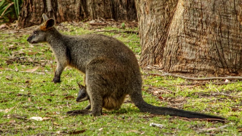 Kangourou à Jervis Bay