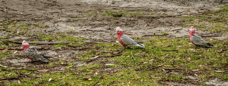 Oiseaux colorés de Jervis Bay