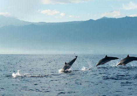 Voir les dauphins sauvages