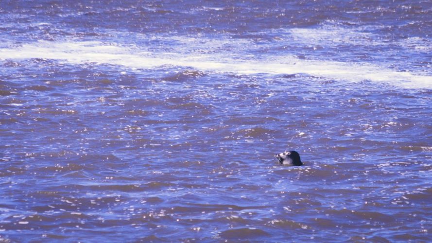 Phoque Baie de Somme