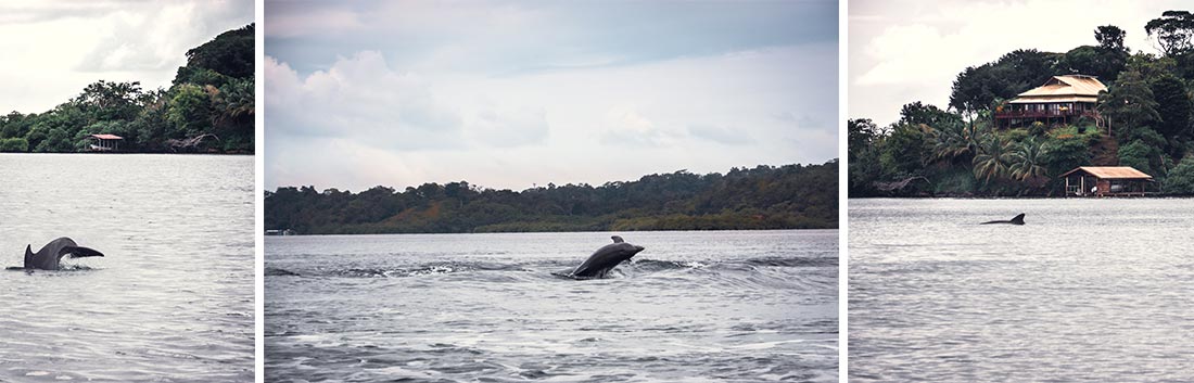 dolphin bay bocas del toro