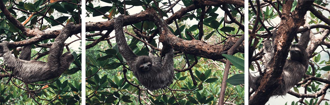 voir paresseux panama