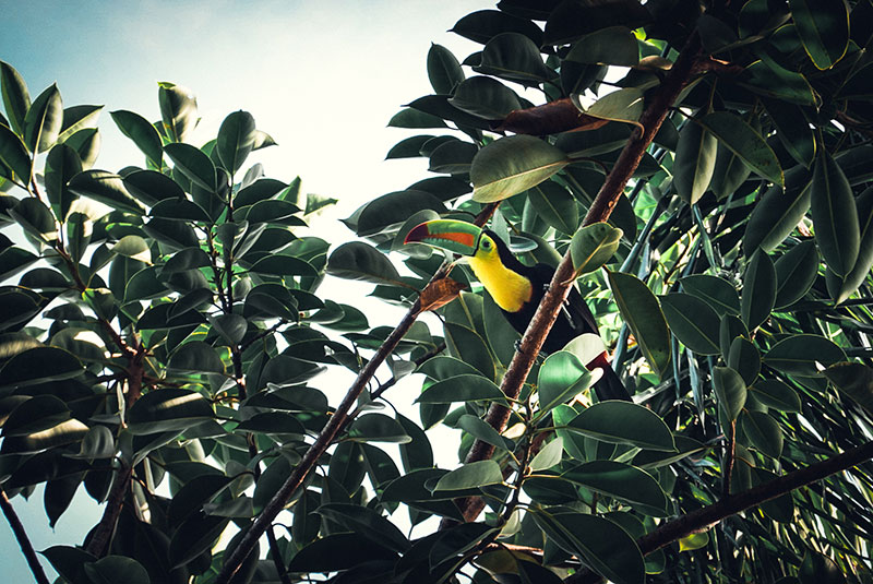 toucan Panama City